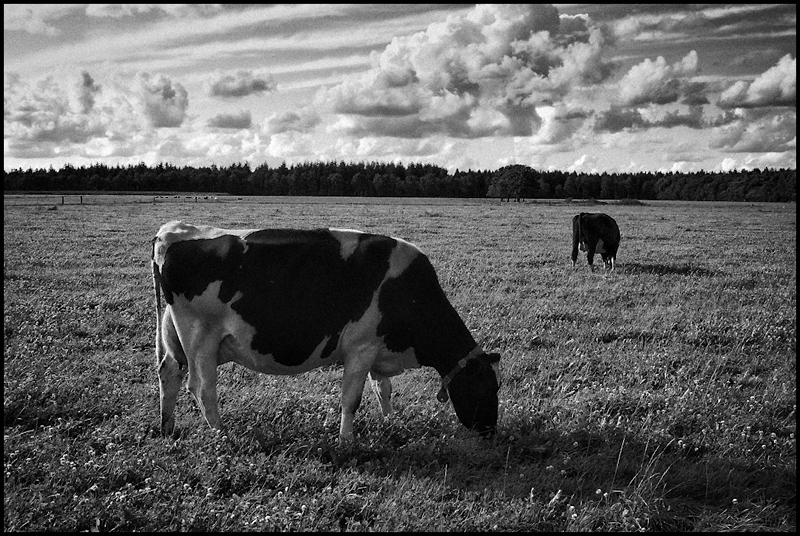 Cows mowing and chewing by Wouter Brandsma
